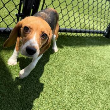 Mera 5730 -  Beagle Dog for Adoption in Loxahatchee Groves, Florida - Mera 5730 | PetCurious