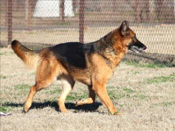 German Shepherd Dog Dogs Available for Adoption - HEIDI | PetCurious