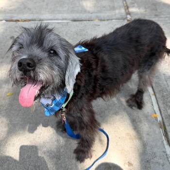 Bruce -  Miniature Schnauzer Dog for Adoption - Bruce | PetCurious