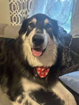 Rescue Mountain Dog and Great Pyrenees Dogs for Adoption in Wantagh, New York - Ahsoka | PetCurious