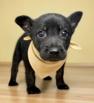 Australian Shepherd and Mixed Breed Dogs Available for Adoption in Bowling Green, Kentucky - Donnie | PetCurious