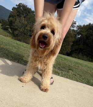 Finn Cavapoo -  Cavalier King Charles Spaniel and Poodle Dog for Adoption in Gillsville, Georgia - Finn Cavapoo | PetCurious