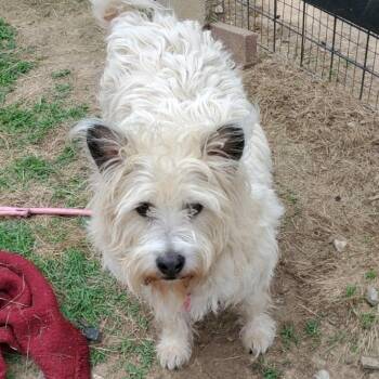 Rufus -  West Highland White Terrier Westie Dog for Adoption in Lexington, Kentucky - Rufus | PetCurious