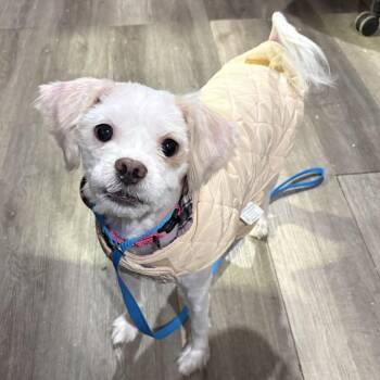 Timon -  Mixed Breed Dog for Adoption in Wappingers Falls, New York - Timon | PetCurious