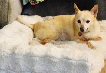 Tito -  Chihuahua Dog for Adoption in Livonia, Michigan - Tito | PetCurious