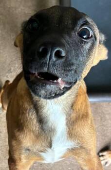 Firefox -  Belgian Shepherd Malinois and Mixed Breed Dog for Adoption in Fort Collins, Colorado - Firefox | PetCurious