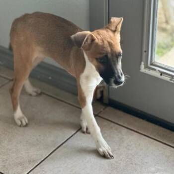 Labrador Retriever Dogs Available for Adoption in Woodstock, Ontario - Fennel | PetCurious
