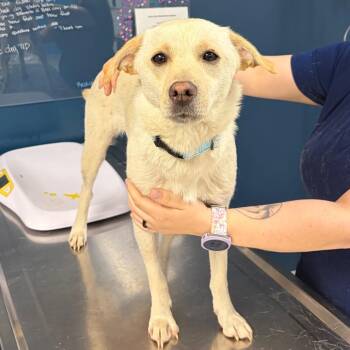 Mixed Breed Dogs Available for Adoption in Vineland, New Jersey - Lulu | PetCurious