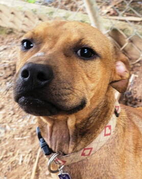 Rescue Pit Bull Terrier Dogs for Adoption in Fairfax, Virginia - Shorty *Adopt Or Foster* | PetCurious