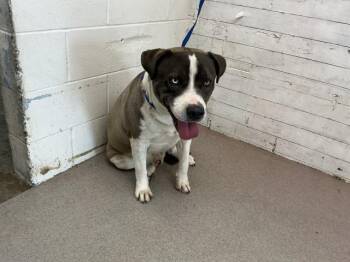 Pit Bull Terrier and Mixed Breed Dogs Available for Adoption - HERO | PetCurious