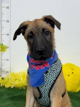 Belgian Shepherd Malinois and Labrador Retriever Dogs Available for Adoption in Carlsbad, California - Lumi | PetCurious