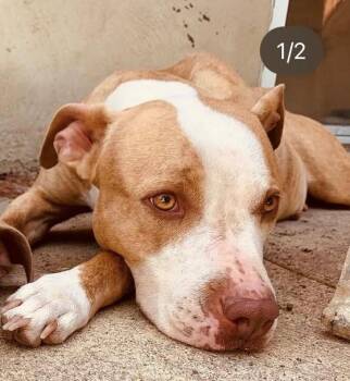 Rescue Shih Tzu Dogs for Adoption in New Rochelle, New York - ZzCourtesy Listing For Sasha And Chloe | PetCurious