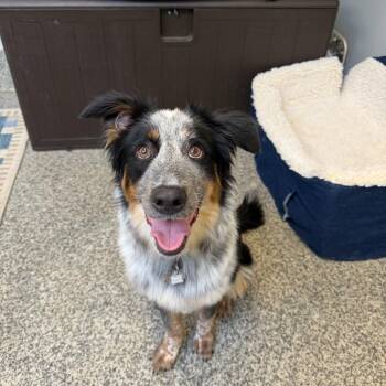 Australian Shepherd and Mixed Breed Dogs Available for Adoption in Falls Church, Virginia - Scout | PetCurious