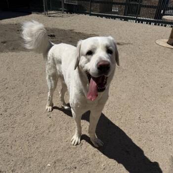 Great Pyrenees Dogs Available for Adoption in Thousand Palms, California - JOHN SNOW | PetCurious