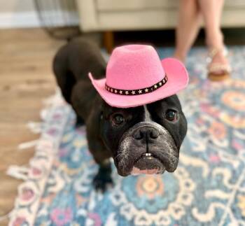Miss Priscilla Butters Too Cute -  English Bulldog and American Bully Dog for Adoption in Friendswood, Texas - Miss Priscilla Butters Too Cute | PetCurious