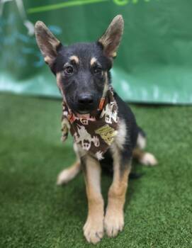 Prince 179482 -  German Shepherd Dog Dog for Adoption in Visalia, California - Prince 179482 | PetCurious