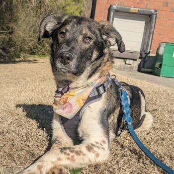 Border Collie Dogs Available for Adoption - Stonyfield | PetCurious