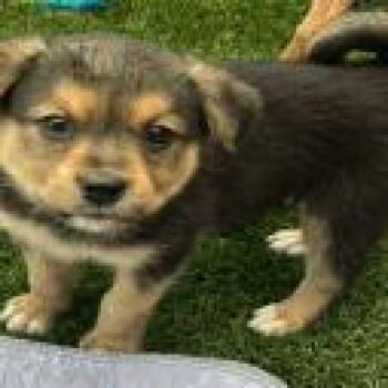 German Shepherd Dog Dogs Available for Adoption in Northbrook, Illinois - Stacy | PetCurious