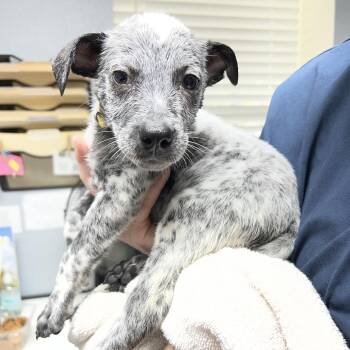 Miles II -  Australian Cattle Dog Blue Heeler Dog for Adoption in Mount Pleasant, Texas - Miles II | PetCurious