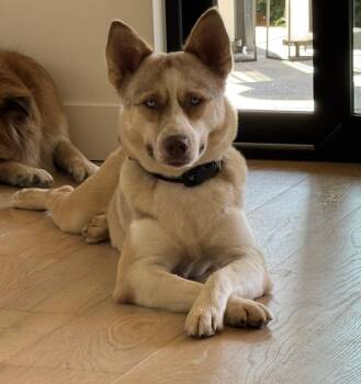 Marley -  Husky Dog for Adoption in Denver, Colorado - Marley | PetCurious