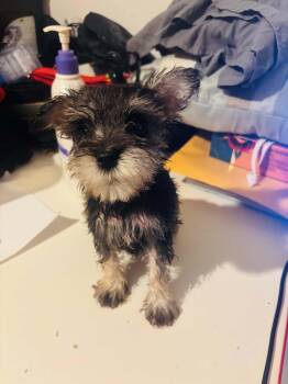Darla -  Schnauzer and Maltese Dog for Adoption in Joshua, Texas - Darla | PetCurious