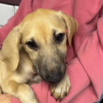 Magnolia -  Hound and Mixed Breed Dog for Adoption in Pawling, New York - Magnolia | PetCurious