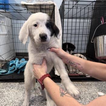 Mixed Breed Dogs Available for Adoption in Port Charlotte, Florida - Ziti | PetCurious