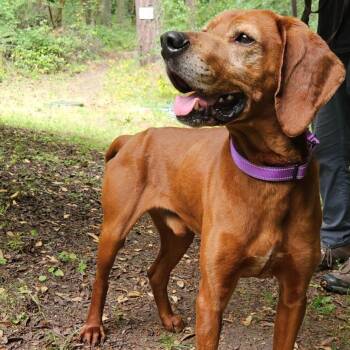Winston -  Bloodhound Dog for Adoption in Port Townsend, Washington - Winston | PetCurious