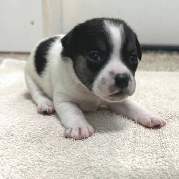 Riddler 6052 -  Jack Russell Terrier and Mixed Breed Dog for Adoption in Loxahatchee Groves, Florida - Riddler 6052 | PetCurious