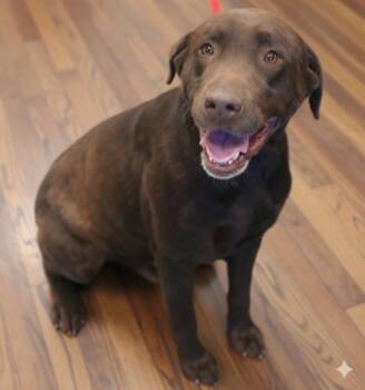 Rescue Labrador Retriever and Mixed Breed Dogs for Adoption in Bowling Green, Kentucky - Maverick | PetCurious