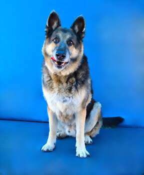 German Shepherd Dog Dogs Available for Adoption in Pasadena, California - KOBE | PetCurious