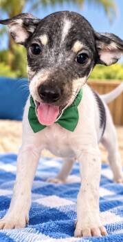 JASPER -  Rat Terrier Dog for Adoption in Margate, Florida - JASPER | PetCurious