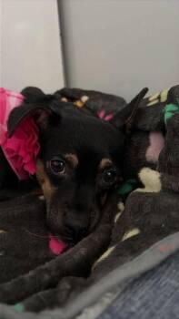 Baby -  Chihuahua Dog for Adoption in St. George, Utah - Baby | PetCurious