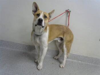 Pit Bull Terrier and Labrador Retriever Dogs Available for Adoption in Pasadena, Texas - A184550 | PetCurious