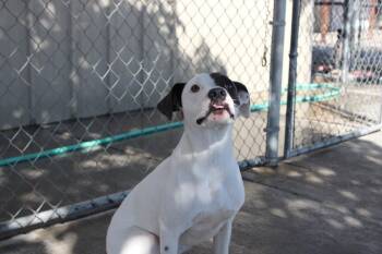 Bluey -  Pit Bull Terrier Dog for Adoption in Twentynine Palms, California - Bluey | PetCurious