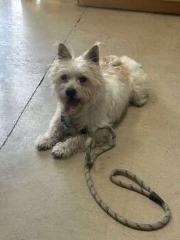 Terrier Dogs Available for Adoption - Stewie | PetCurious