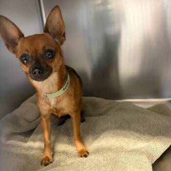 IVHS-Stray-140477 -  Chihuahua Dog for Adoption in San Gabriel, California - IVHS-Stray-140477 | PetCurious