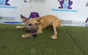 Pit Bull Terrier and Mixed Breed Dogs Available for Adoption - ROXY | PetCurious