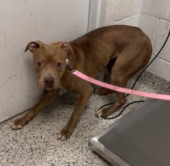 Sedona -  Pit Bull Terrier and Mixed Breed Dog for Adoption in Kansas City, Missouri - Sedona | PetCurious