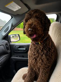 Ace -  Standard Poodle and Chocolate Labrador Retriever Dog for Adoption in Euless, Texas - Ace | PetCurious