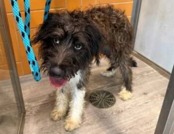 SKYE -  Poodle Dog for Adoption in Rowlett, Texas - SKYE | PetCurious