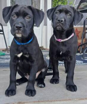 Labrador Retriever and Mixed Breed Dogs Available for Adoption in New Orleans, Louisiana - Bee (AKA Boo) | PetCurious