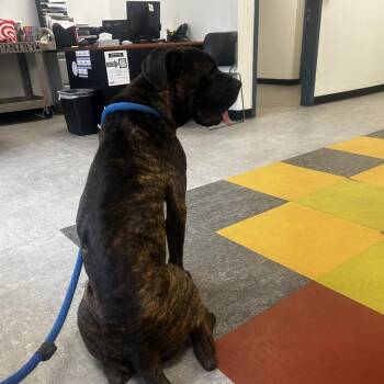 Mixed Breed Dogs Available for Adoption in Philadelphia, Pennsylvania - Buster Brown | PetCurious