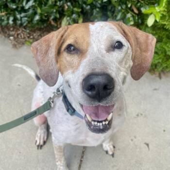 Daisy -  Hound Dog for Adoption in Fayetteville, Georgia - Daisy | PetCurious