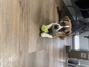 Australian Shepherd and Pit Bull Terrier Dogs Available for Adoption - Spruce (The Frazey Four) | PetCurious