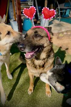German Shepherd Dog Dogs Available for Adoption in Santa Monica, California - Bear | PetCurious
