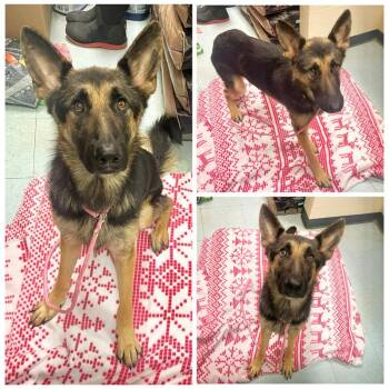 Gunther -  German Shepherd Dog Dog for Adoption in Dublin, Virginia - Gunther | PetCurious