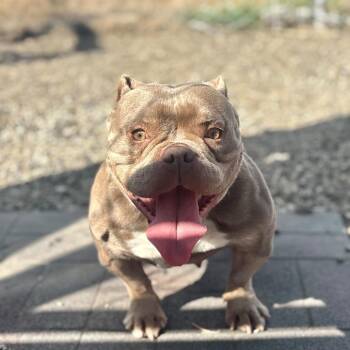 Lima Bean -  English Bulldog Dog for Adoption in San Pablo, California - Lima Bean | PetCurious