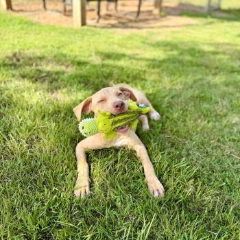 Valinor -  Mixed Breed Dog for Adoption in Riverwoods, Illinois - Valinor | PetCurious