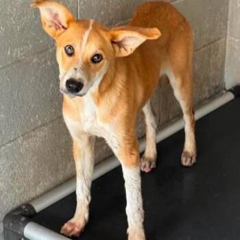 Miami Beach -  German Shepherd Dog Dog for Adoption in Beaumont, Texas - Miami Beach | PetCurious